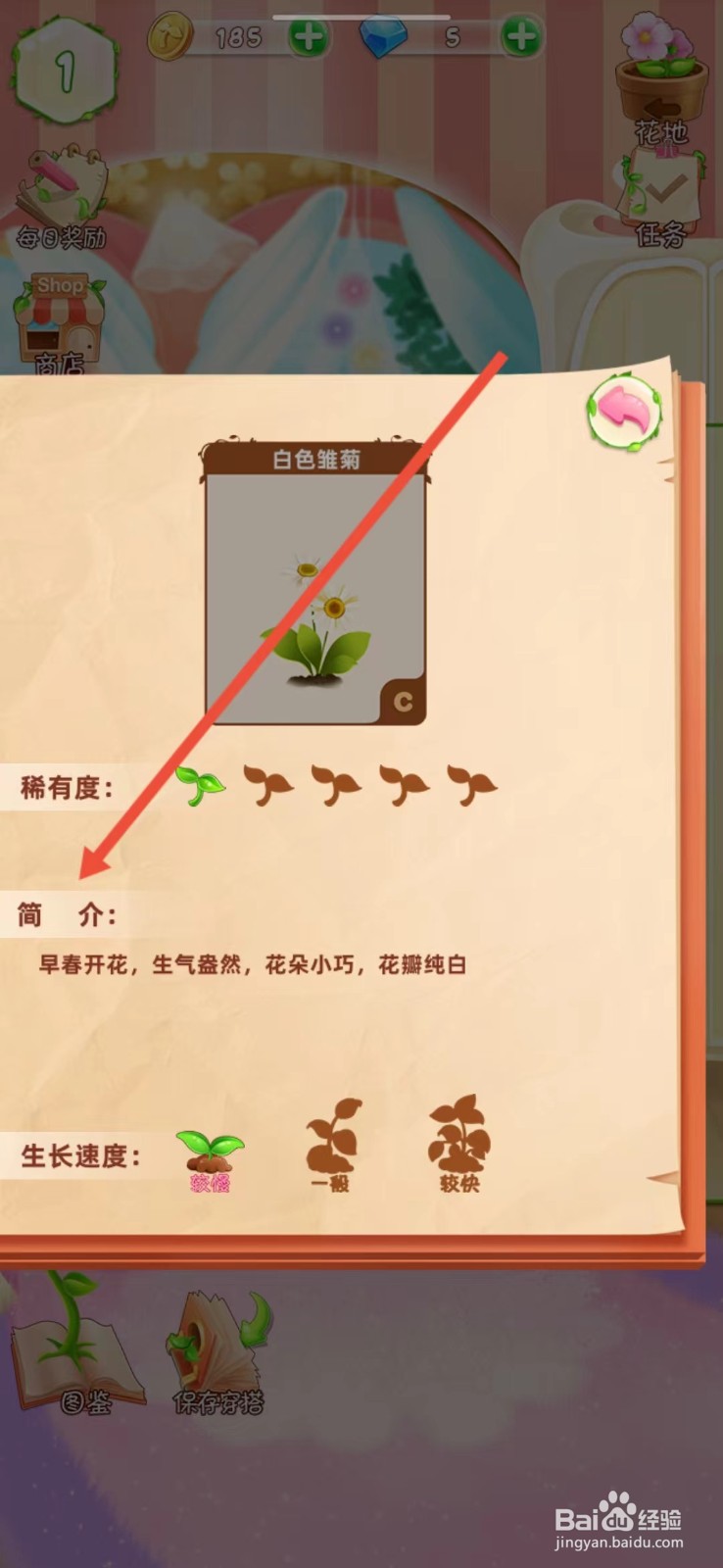 花花姑娘如何查看白色雏菊的【简介】