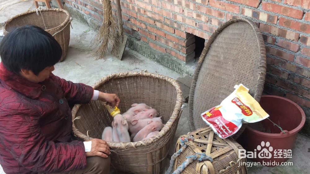 如何正确使用小猪奶粉喂养小猪？