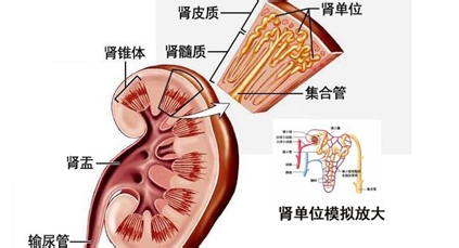 肾癌晚期寻求中医治疗方案