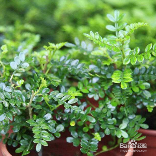 清香木盆栽方法有哪些