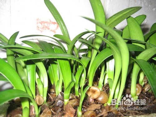 春天防止君子兰烂根的小招数