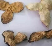 陈皮怎么辨别真假