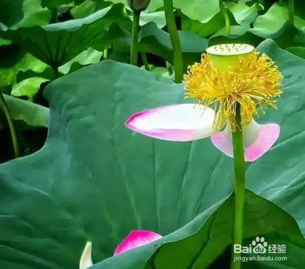 如何用手机拍摄荷花