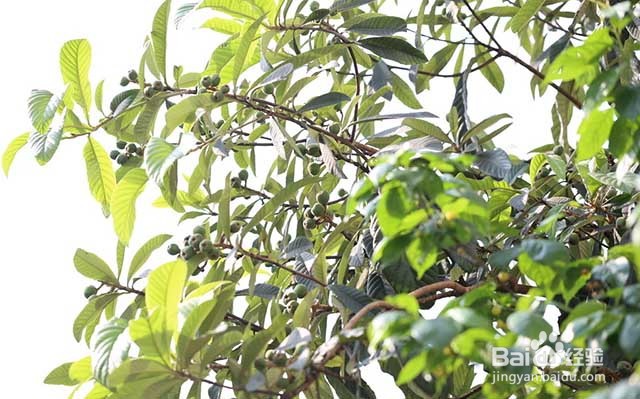 枇杷种植的管理要点和膨果增甜着色的方法