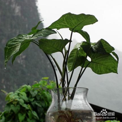 白蝴蝶叶子发黄应该怎么办