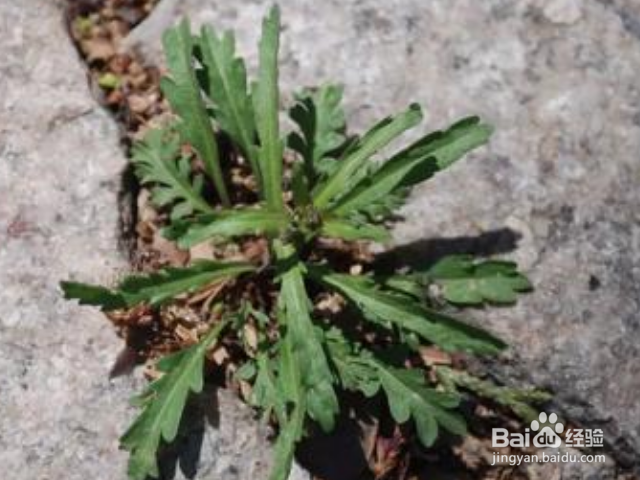 独行菜和荠菜有什么不同吗