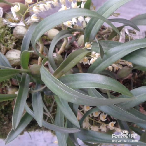 细叶石仙桃的培育方法