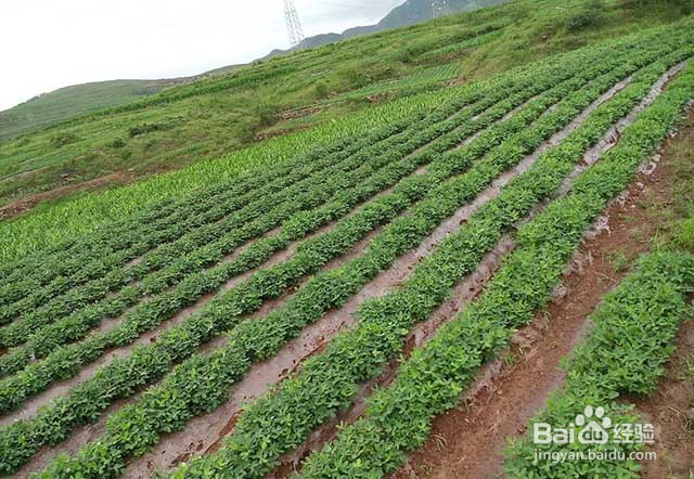 花生黄叶的原因及花生黄叶的防治方法