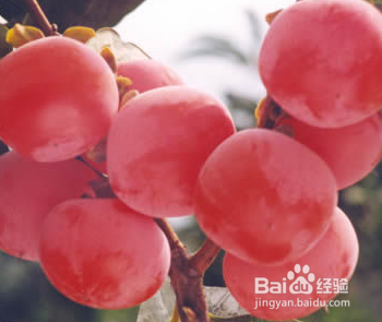 冬天干燥吃什么水果好