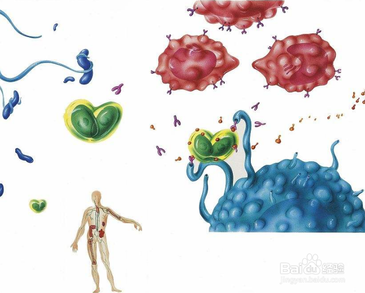 免疫系统是如何进化出来的