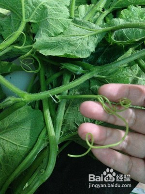 南瓜秧怎么做好吃