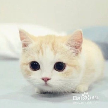 猫叫春，如何用按摩来帮它缓解