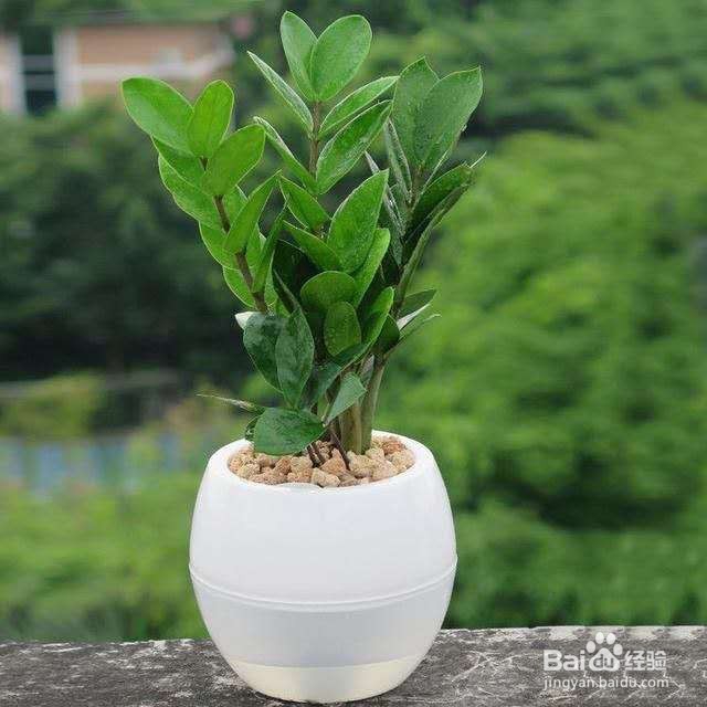 在家养这几植物，不仅好看，而且还可以财源滚滚