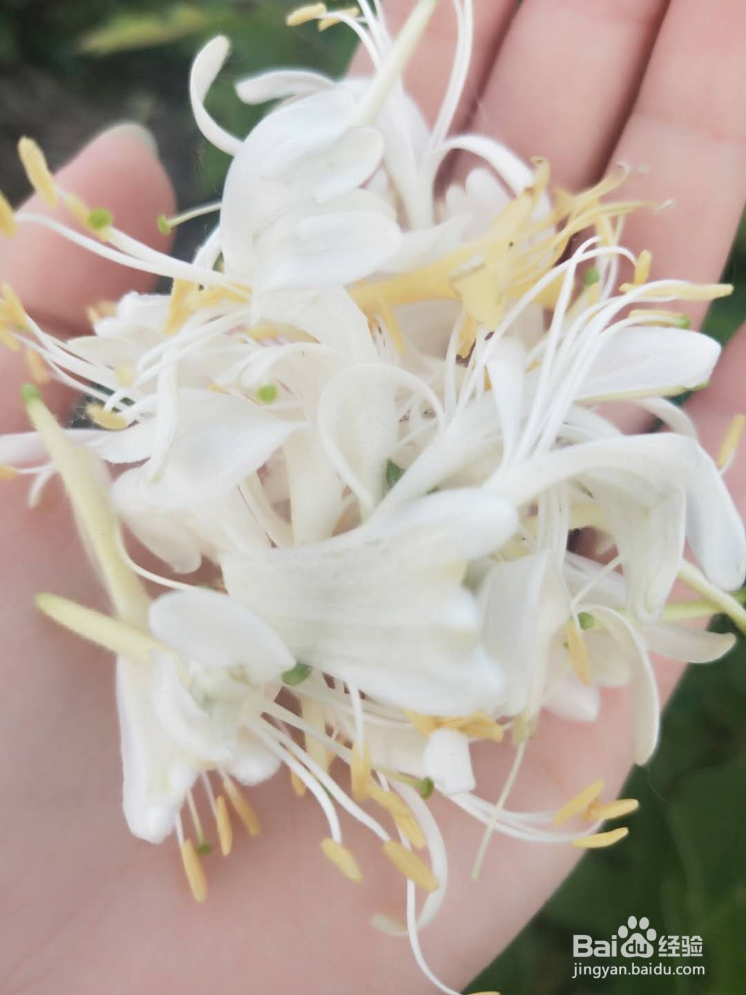 你见过金银花吗?