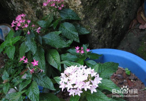 繁星花的养殖方法