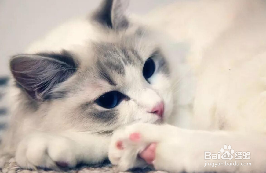 刚接回家猫咪需要注意哪些事项