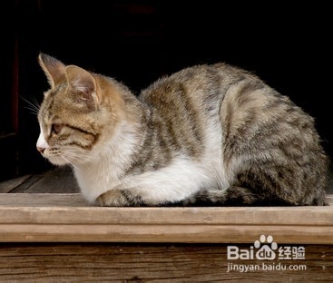 哪些猫咪适合年轻白领饲养