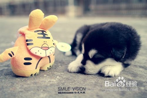 教你训练宠物狗作揖的方法