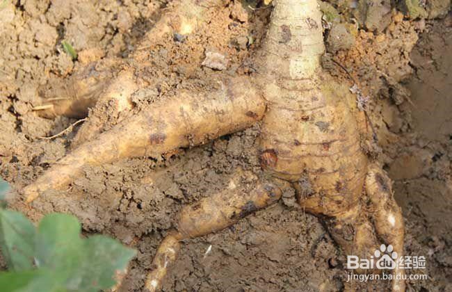 女人如何改善月经量少,减轻妇科炎症,延缓衰老