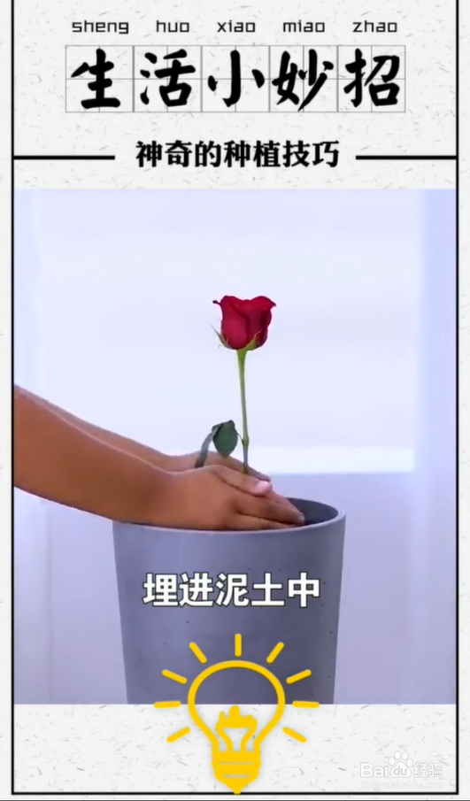 植物种植小技巧