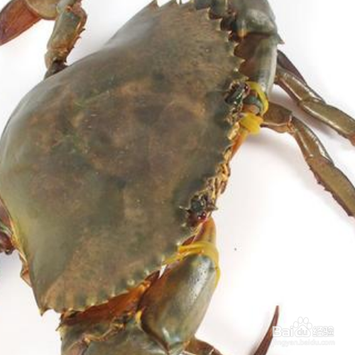 红鲟怎么保存可以不死