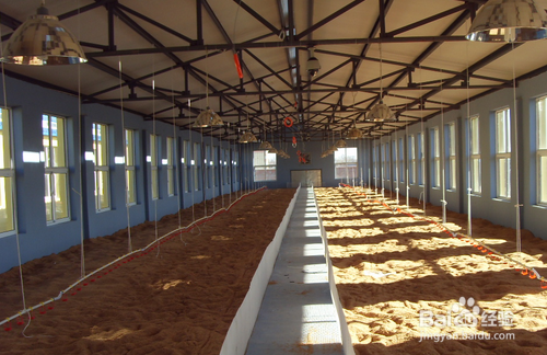 养猪如何防止寄生虫