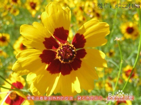 伏天出汗请补水——菊花玫瑰花果茶