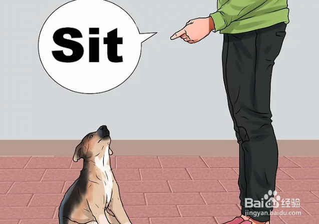 如何训练德国牧羊犬