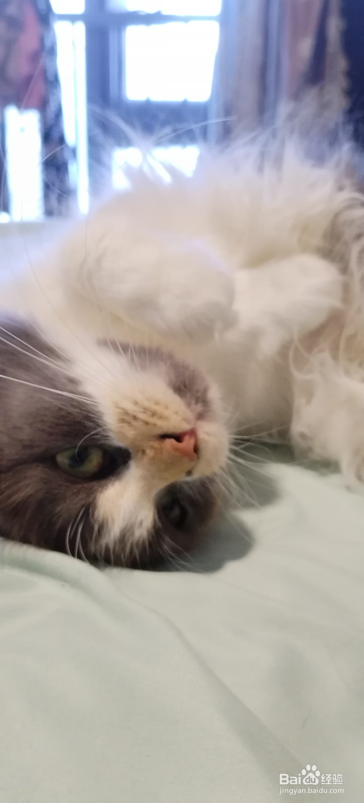 如何提高猫咪对主人的好感，提升粘人程度