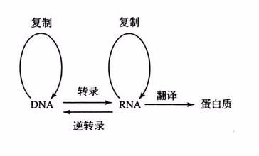 如何成为高中生物大神