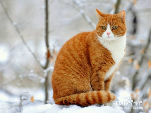 猫咪死了该怎么处理?