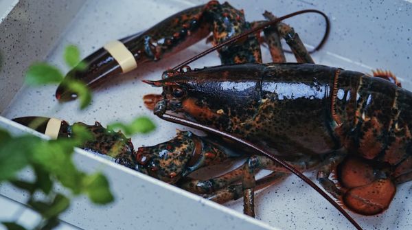 盐焗波士顿龙虾