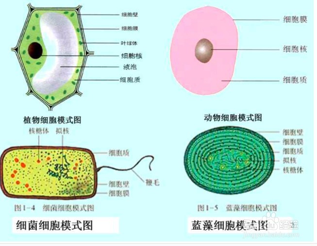 如何判断有无核膜？
