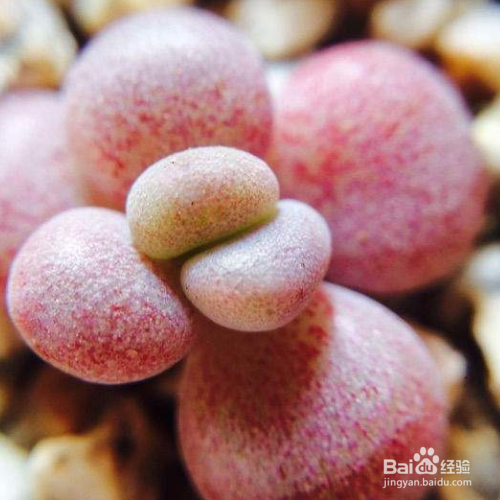 艾伦的注意事项?