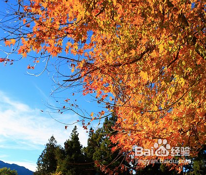 枫红季节：拍枫叶技巧总整理