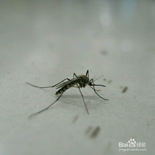 如何彻底消灭室内蚊子