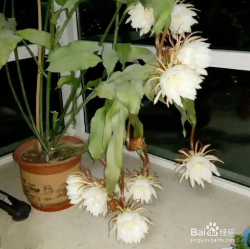 昙花怎么养才能茂盛