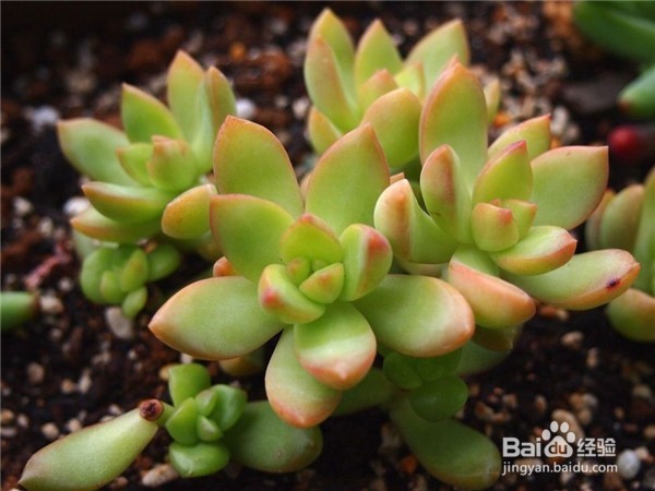 黄丽要如何养护