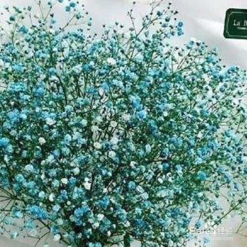 满天星适合室内养殖吗？