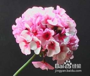 卧室内绝不能摆放的11种花