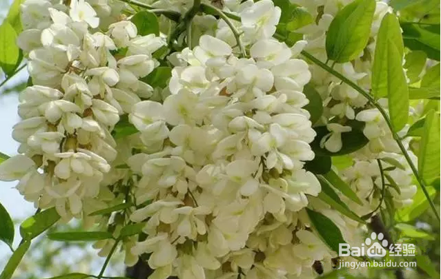 朋友们,今天,你吃杨槐花了某?