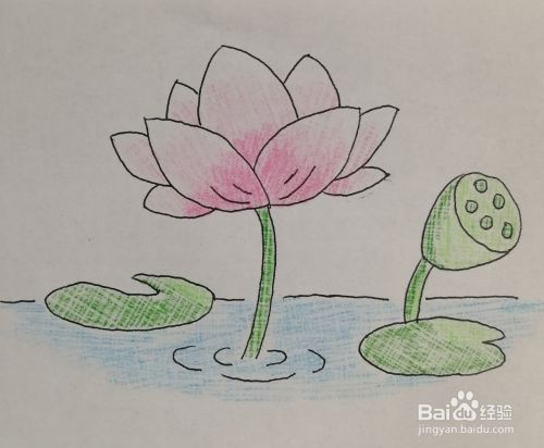 教你使用彩色铅笔画一片莲花池 百度经验 教你使用彩色铅笔画一片莲花池 百度经验