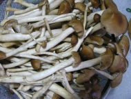 腊肉干烧茶树菇的做法