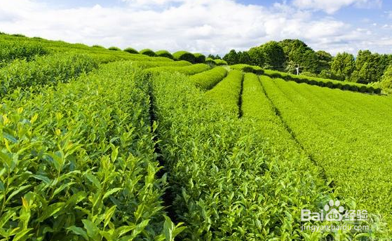 怎么自己制作茶叶