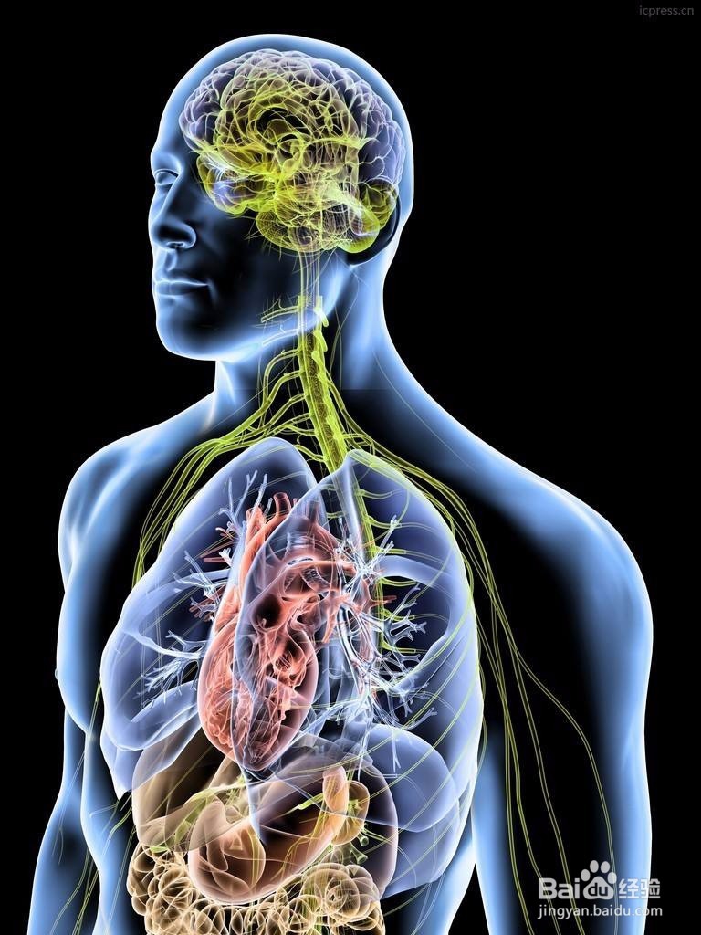 肝火旺盛喝这些茶