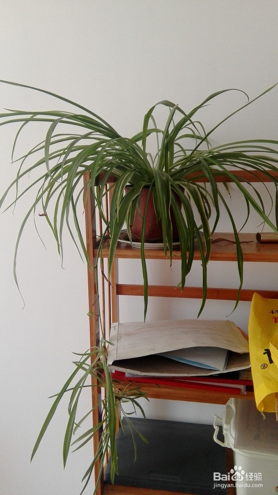 新装修的房间如何快速有效清除有害异味