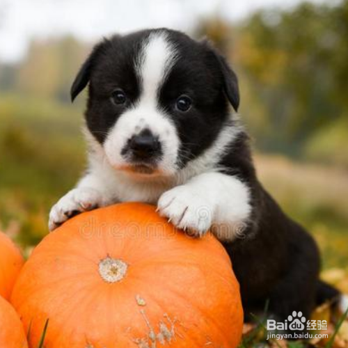 给长毛犬梳理毛发的注意事项有哪些？