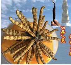 高价回收冬虫夏草?是功效还是利益?