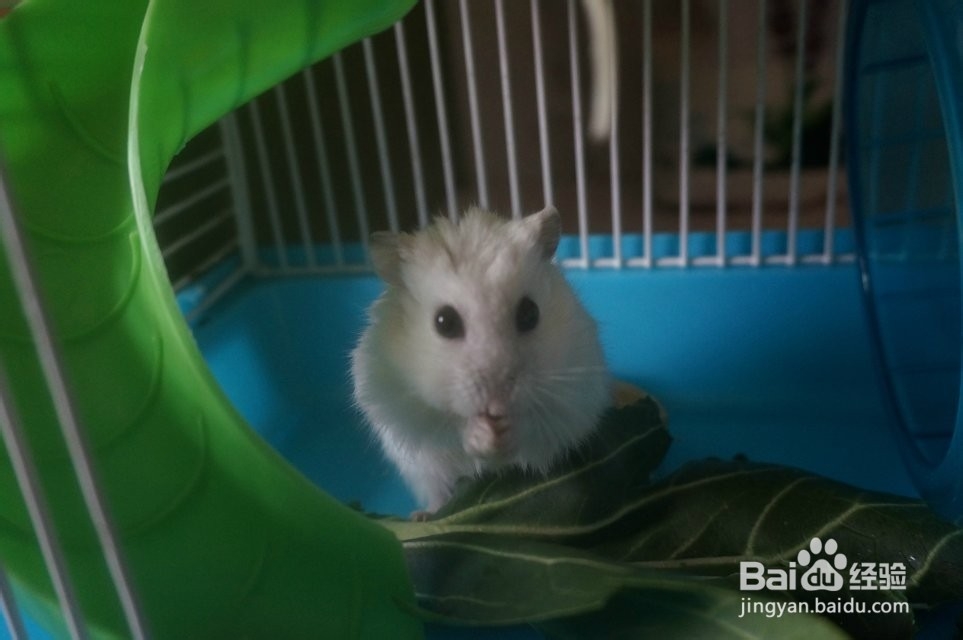 如何穷养仓鼠