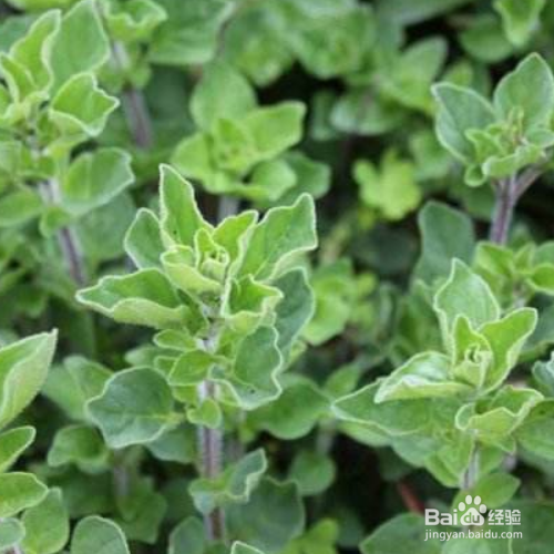 马约兰的培育方法和注意事项